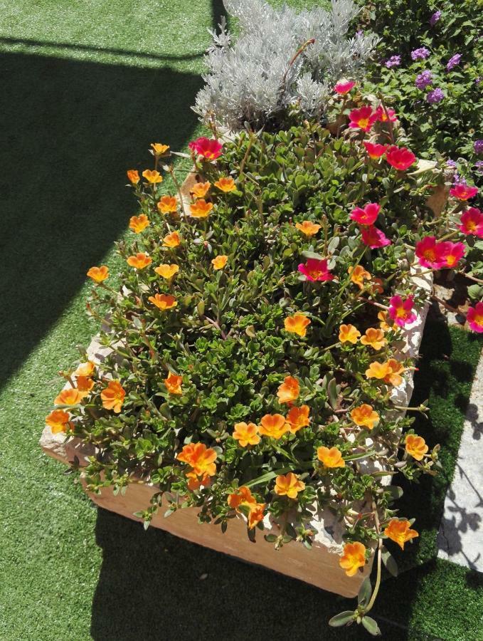Il Grillo Parlante Bed and Breakfast Surbo Buitenkant foto